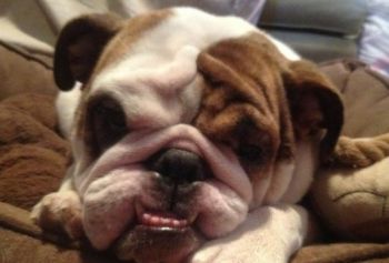 foster english bulldog