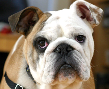 english bulldog shelters